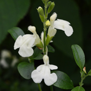 Salvia Clotted Cream